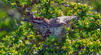Cactus Wren