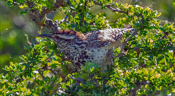 Cactus Wren
