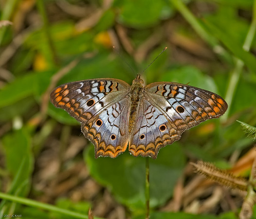 White Peacock