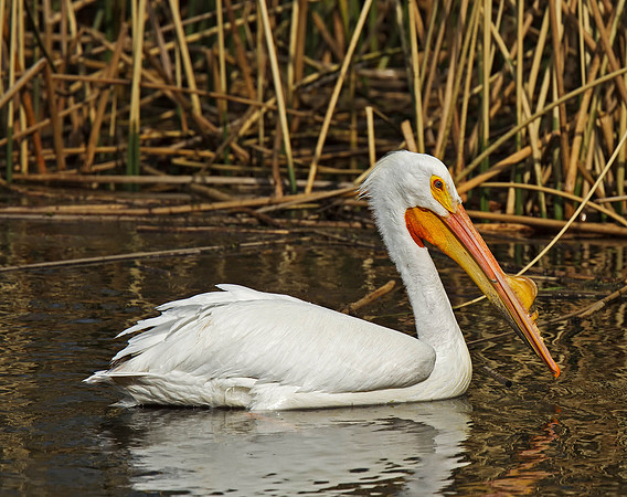 American White Pelican
