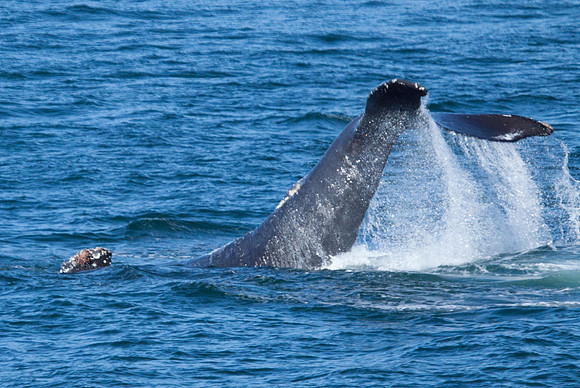 Hump-backed Whale