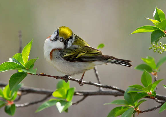 Chesnut-sided Warbler