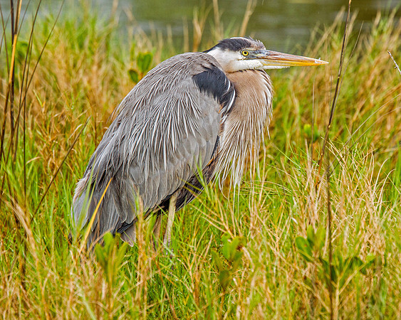 Great Blue Heron
