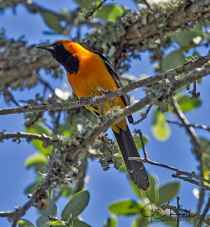 Hooded Oriole