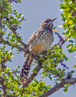 Cactus Wren
