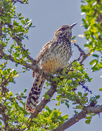 Cactus Wren