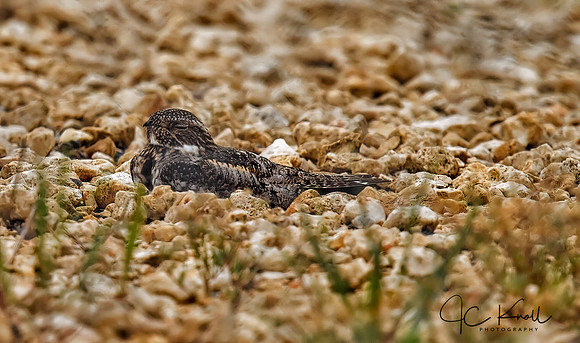 Common Pauraque