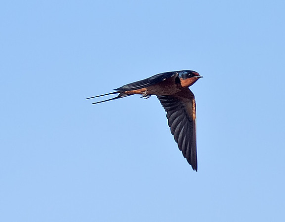Barn Swallow