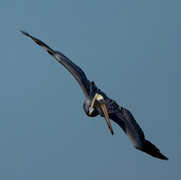 Brown Pelican
