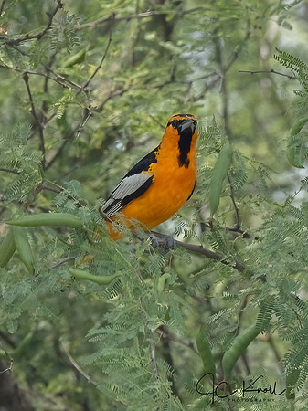 Bullock's Oriole