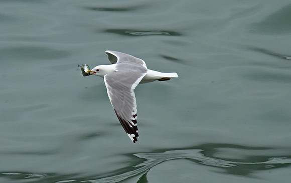 Mew Gull