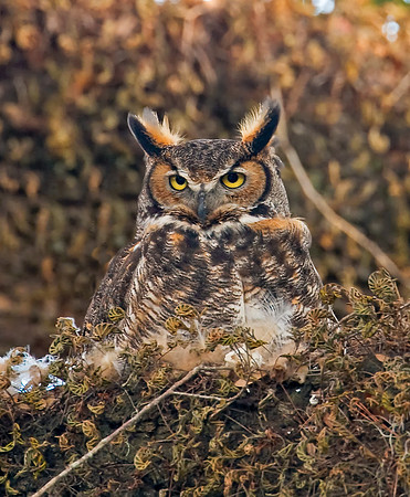 Great Horned Owl