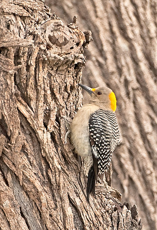 Golden-fronted Woodpecker (F)