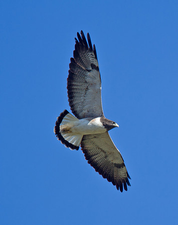White-tailed Hawk