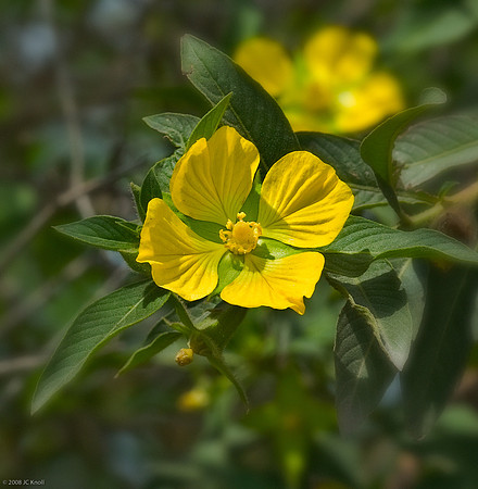 Primrose Willow