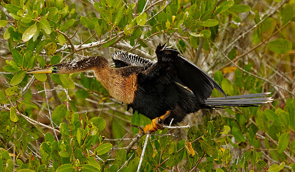 Anhinga (F)