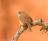 House Wren