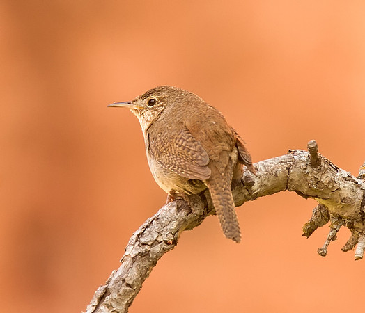 House Wren