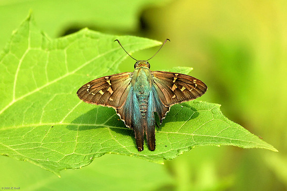Long-tailed Skipper