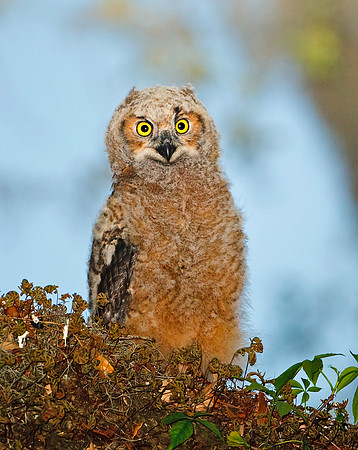 Great Horned Owlet