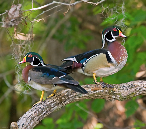 Wood Duck (M)