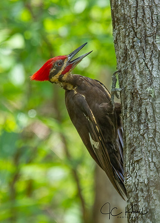 Pileated Woodpecker (M)