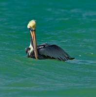 Brown Pelican