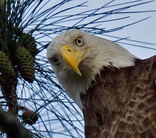 Bald Eagle