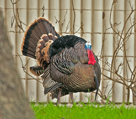 Wild Turkey