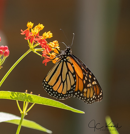 Monarch