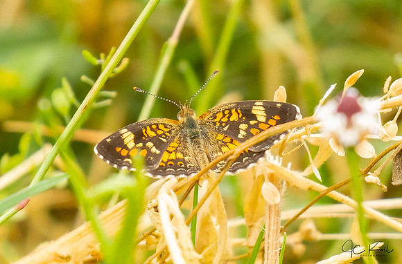 Phaon Crescent