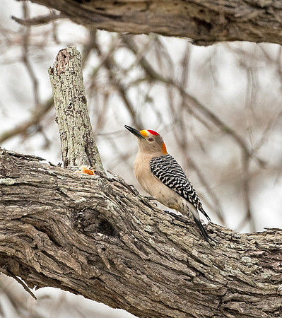 Golden-fronted Woodpecker (M)