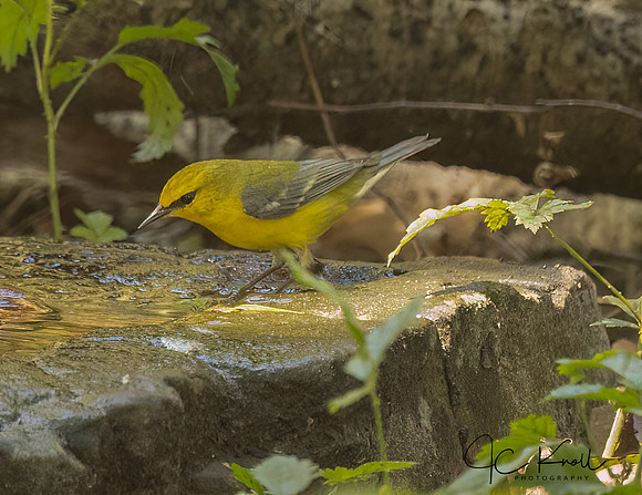 Blue-winged Warbler