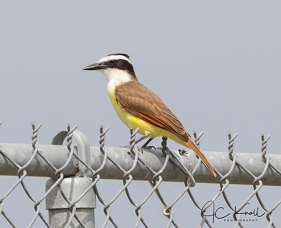 Great Kiskadee