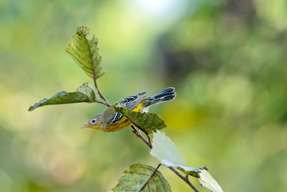 Magnolia Warbler