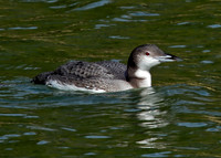 Common Loon (Winter)