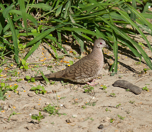 Incal Dove