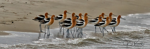 American Avocet