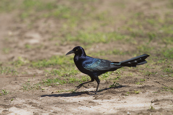Great-tailed Grackle