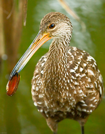 Limpkin