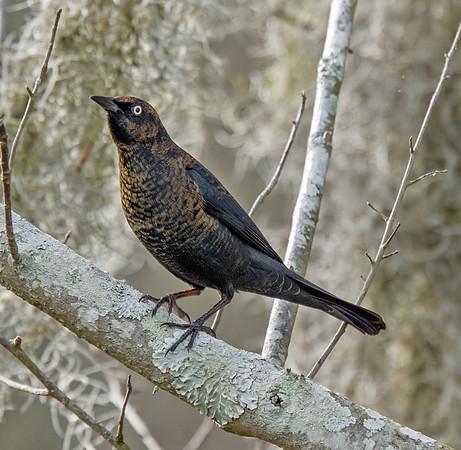 Rusty Blackbird
