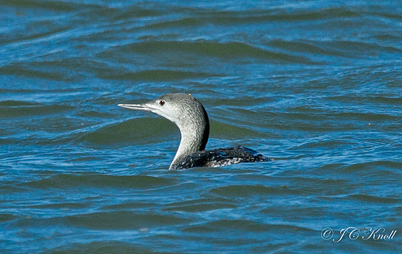 Red-throated Loon