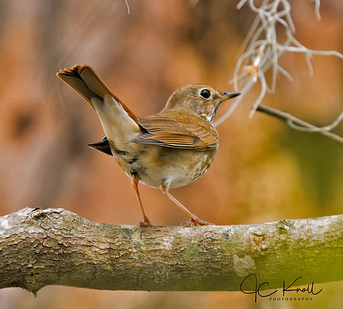 Hermit Thrush