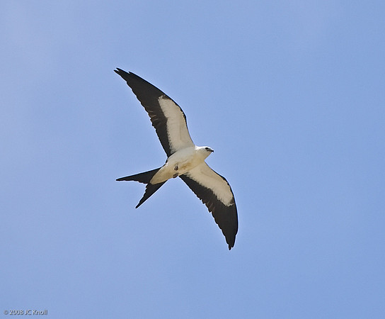 Swallow-tailed Kite
