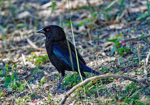Bronzed Cowbird