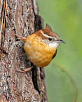 Wrens