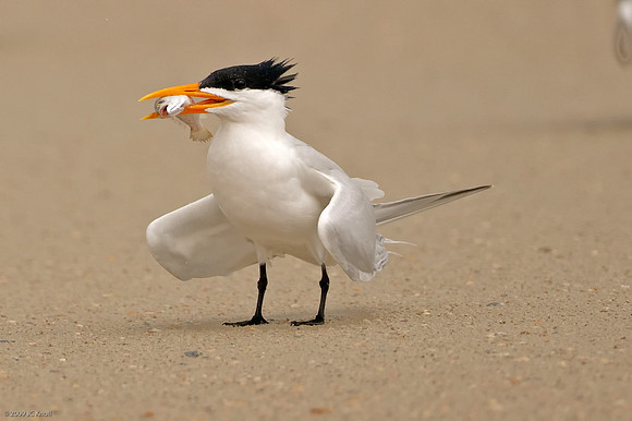 Royal Tern