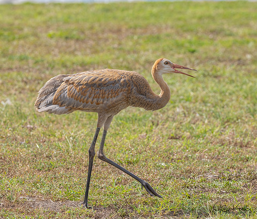 Sandhill Crane (Imm)