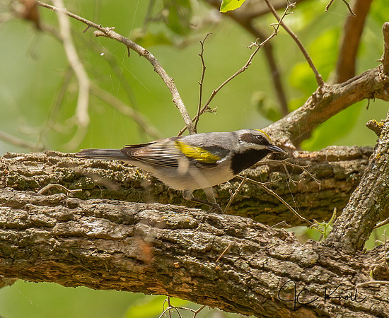 Golden-winged Warbler