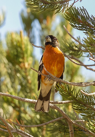 Black-headed Grosbeak (M)